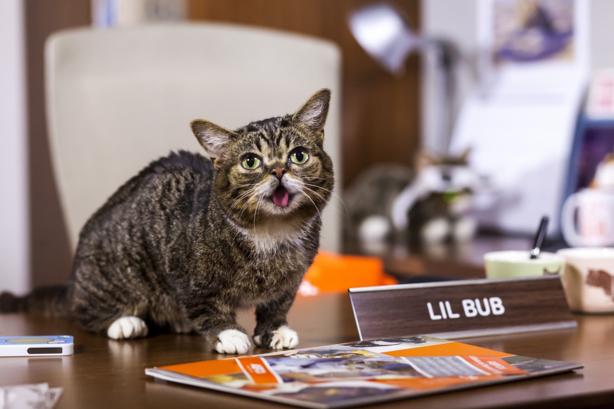 Кошка интернет. Lil Bub кошка стики. Bub \дизайн. Методика Bub. Org-Bub.